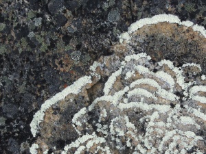 Rings of lichen on a rock on Qaummaarviit island
